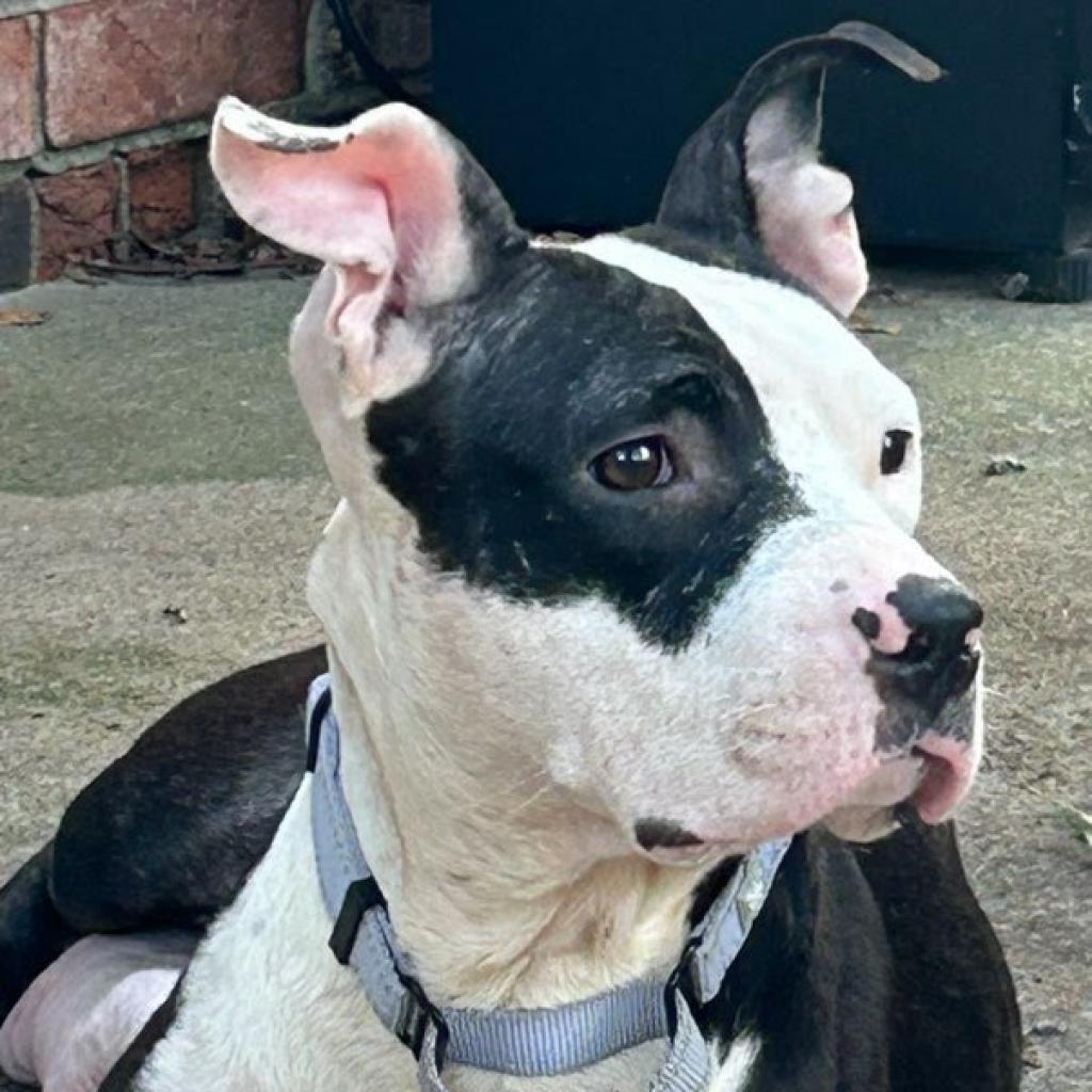 Enlarge Freyja, a Adoptable Pit Bull Terrier in Bentonville, AR image 6/6