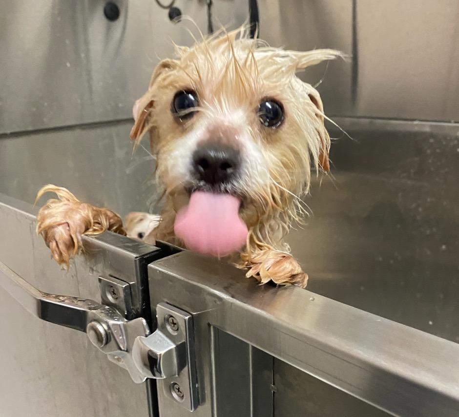 Enlarge Muffin, a ADOPTABLE mixed breed in Medfield, MA image 3/5