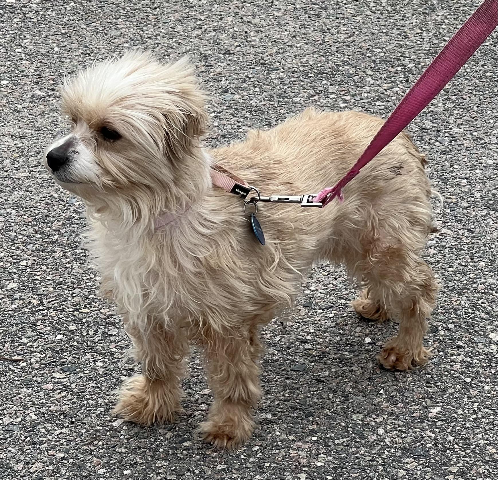 Enlarge Muffin, a ADOPTABLE mixed breed in Medfield, MA image 5/5