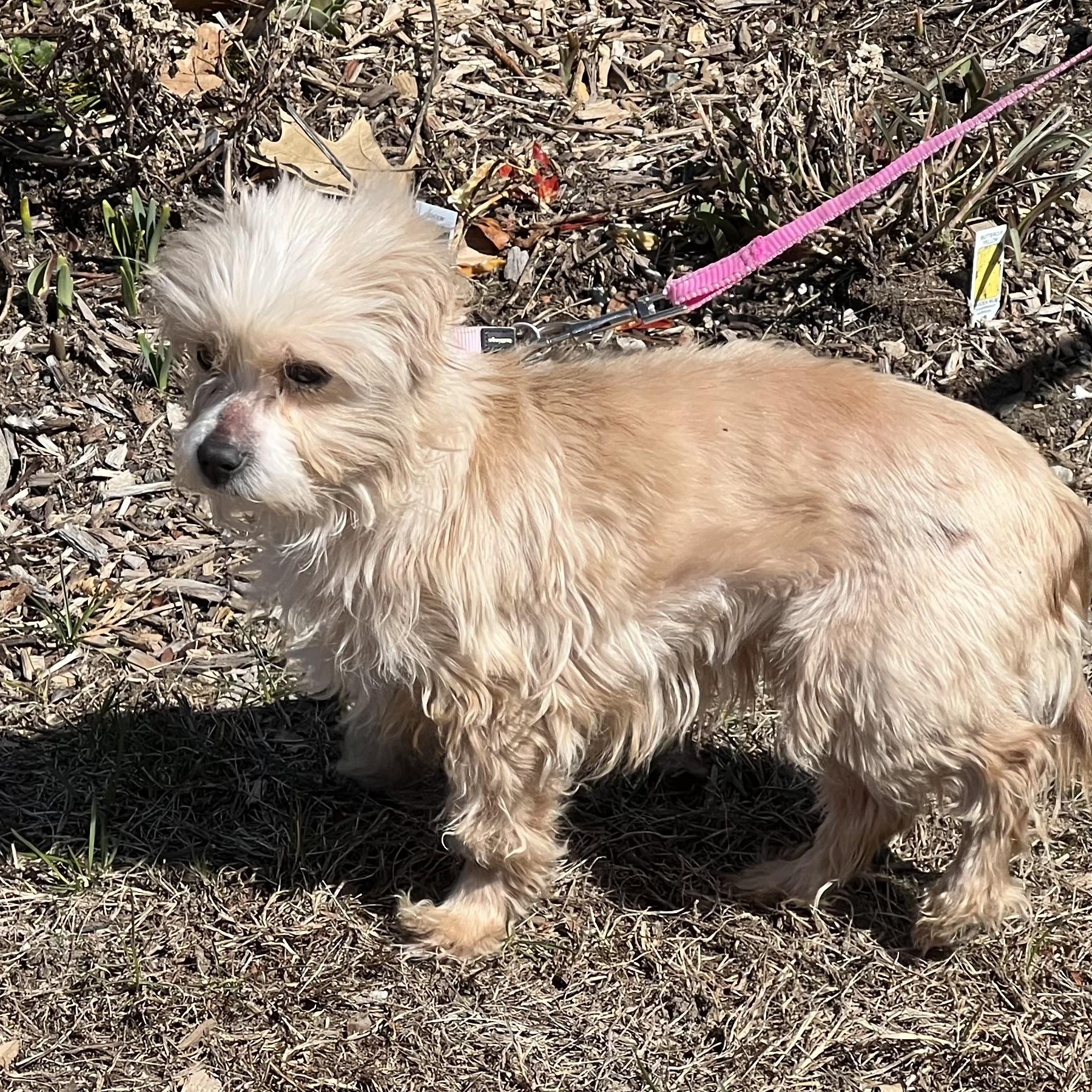 Enlarge Muffin, a ADOPTABLE mixed breed in Medfield, MA image 2/5