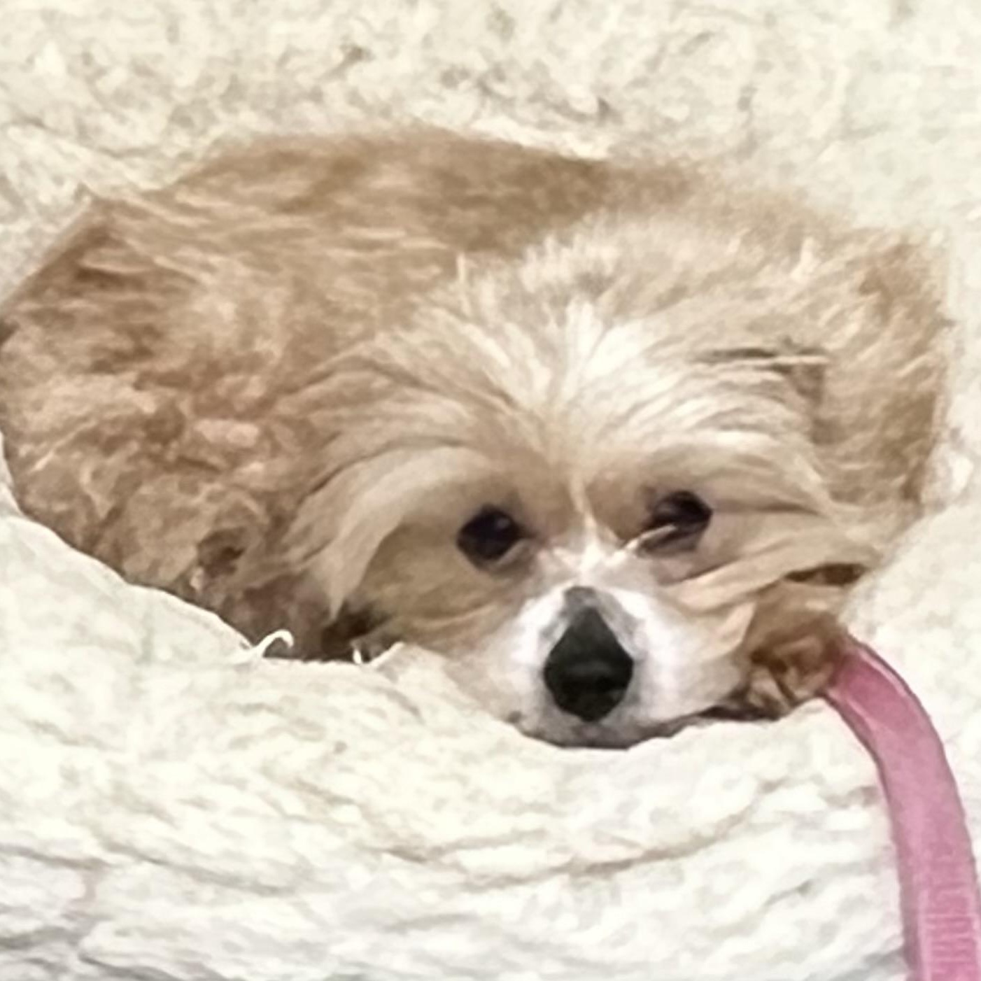 Enlarge Muffin, a ADOPTABLE mixed breed in Medfield, MA image 1/5