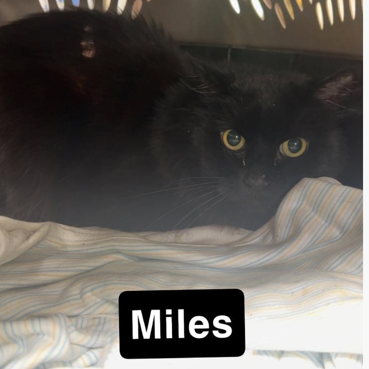 Enlarge Miles, a Adoptable Domestic Long Hair in Coralville, IA image 1/1