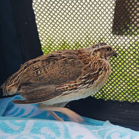 Niall, Adoptable, Adult Male Quail.
