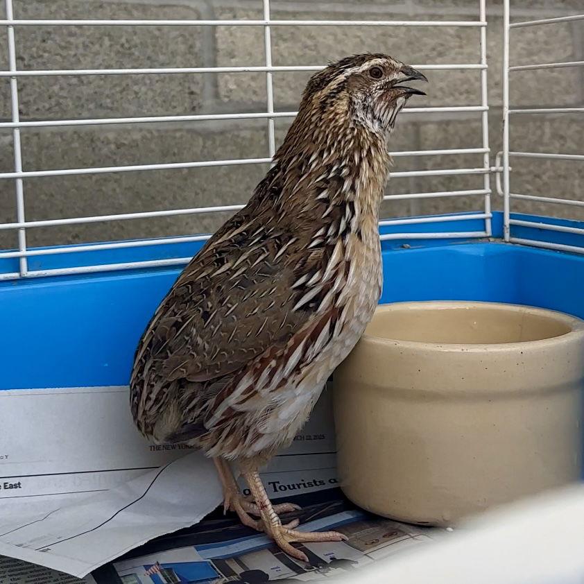 Enlarge Niall, a Adoptable Quail in Burlingame, CA image 2/3