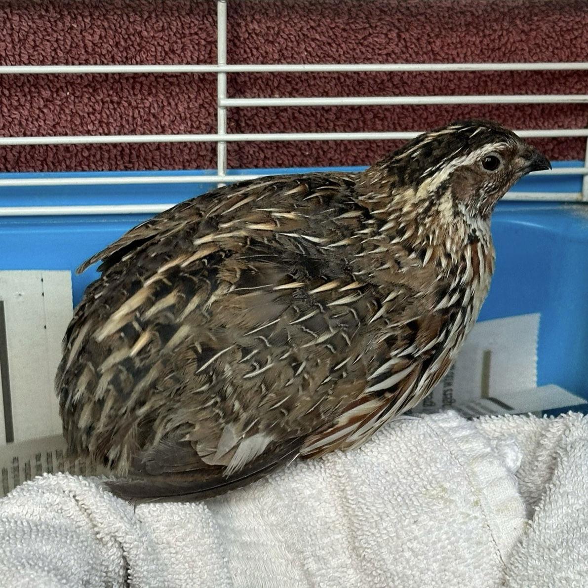 Enlarge Niall, a Adoptable Quail in Burlingame, CA image 3/3