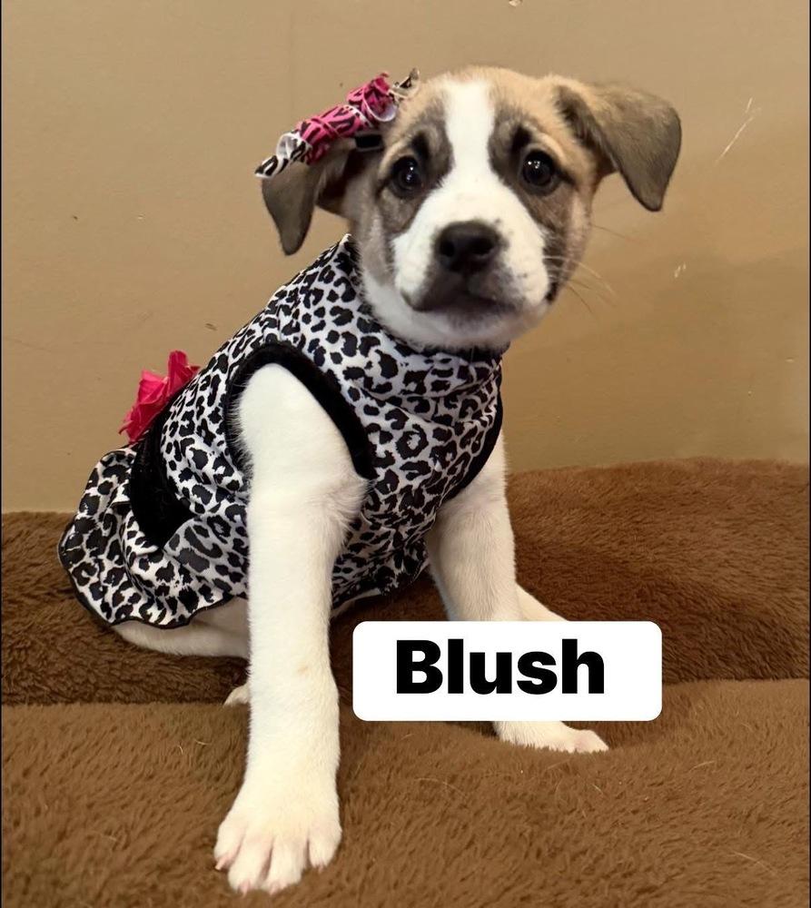 Enlarge Blush, a Adoptable mixed breed in Scranton, PA image 1/1