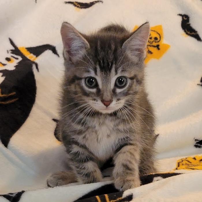 Gizmo, Adoptable, Kitten Female Domestic Short Hair.