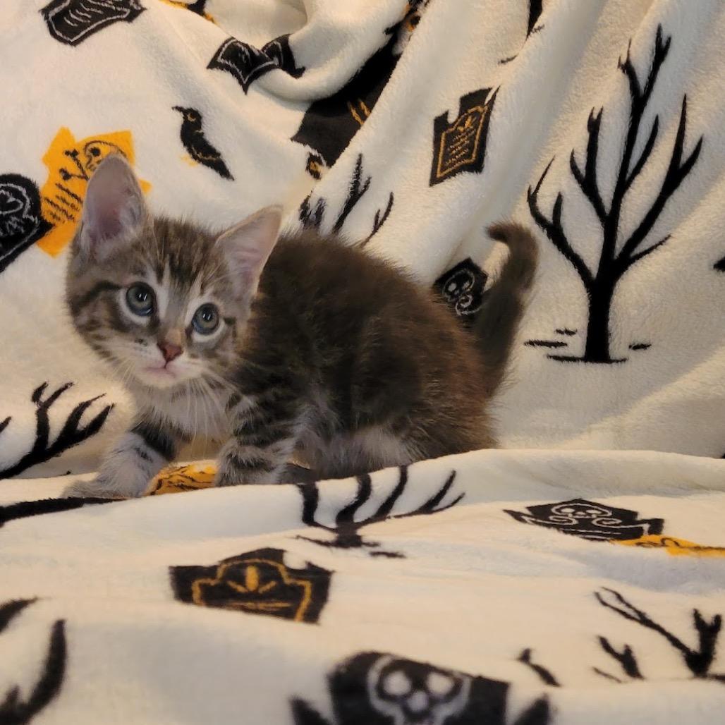 Enlarge Gizmo, a Adoptable Domestic Short Hair in HERNANDO, MS image 2/3