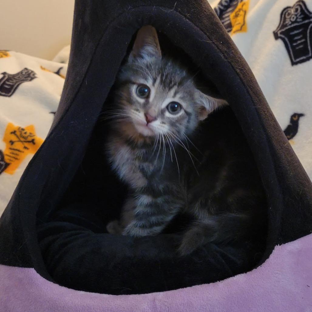Enlarge Gizmo, a Adoptable Domestic Short Hair in HERNANDO, MS image 3/3