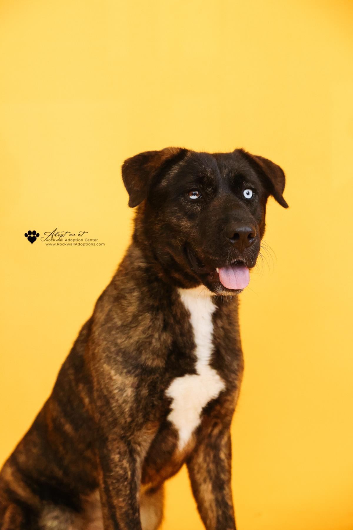 Muneca, Adoptable, Adult Female German Shepherd Dog & Husky.