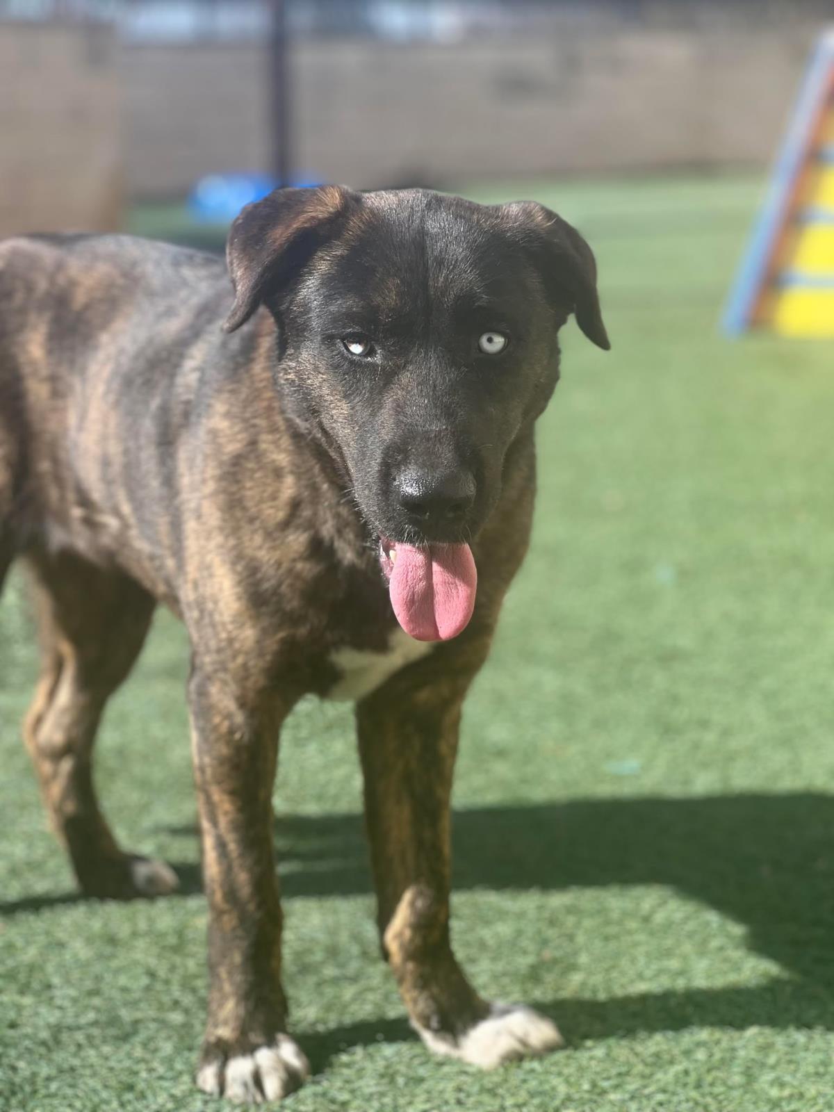 Enlarge Muneca, a Adoptable mixed breed in Rockwall, TX image 2/3