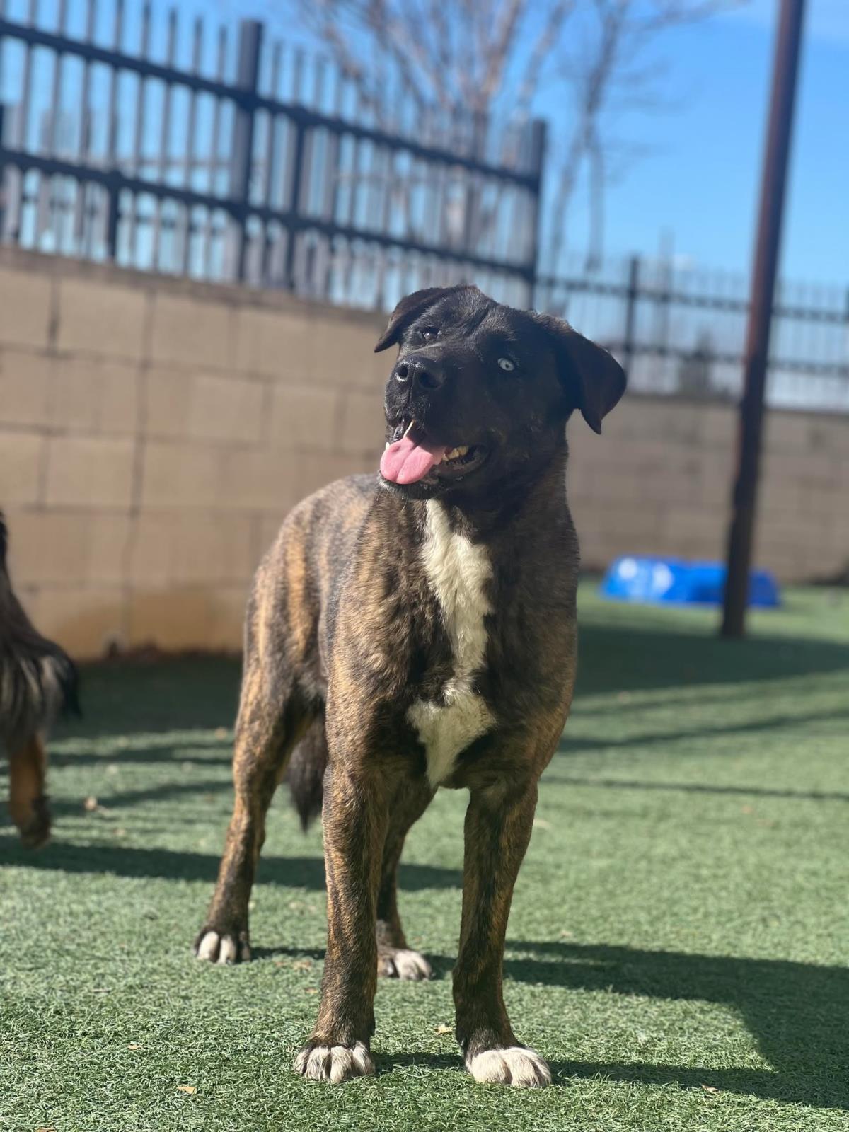 Enlarge Muneca, a Adoptable mixed breed in Rockwall, TX image 3/3