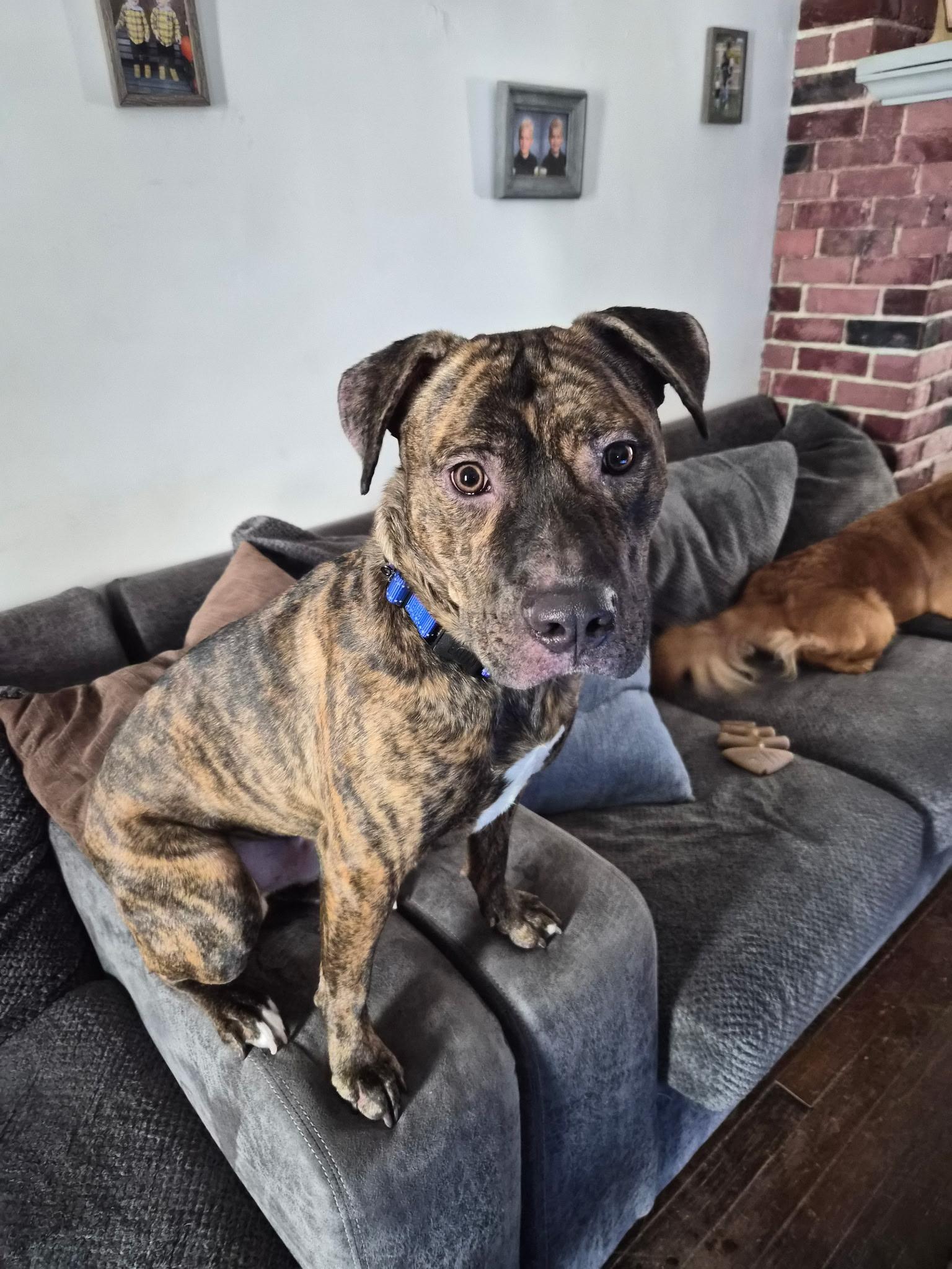 Enlarge Oakley, an adopted mixed breed in Youngstown, OH image 3/4