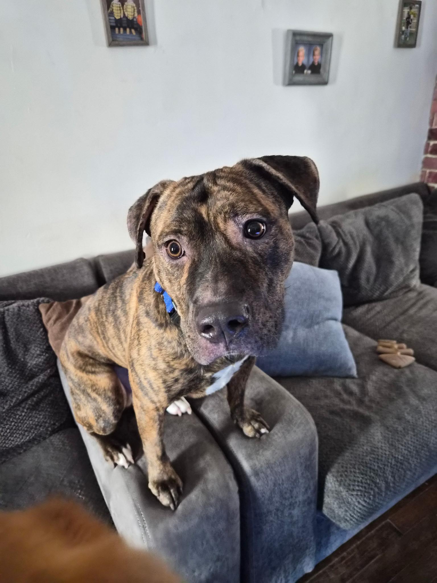 Enlarge Oakley, an adopted mixed breed in Youngstown, OH image 1/4