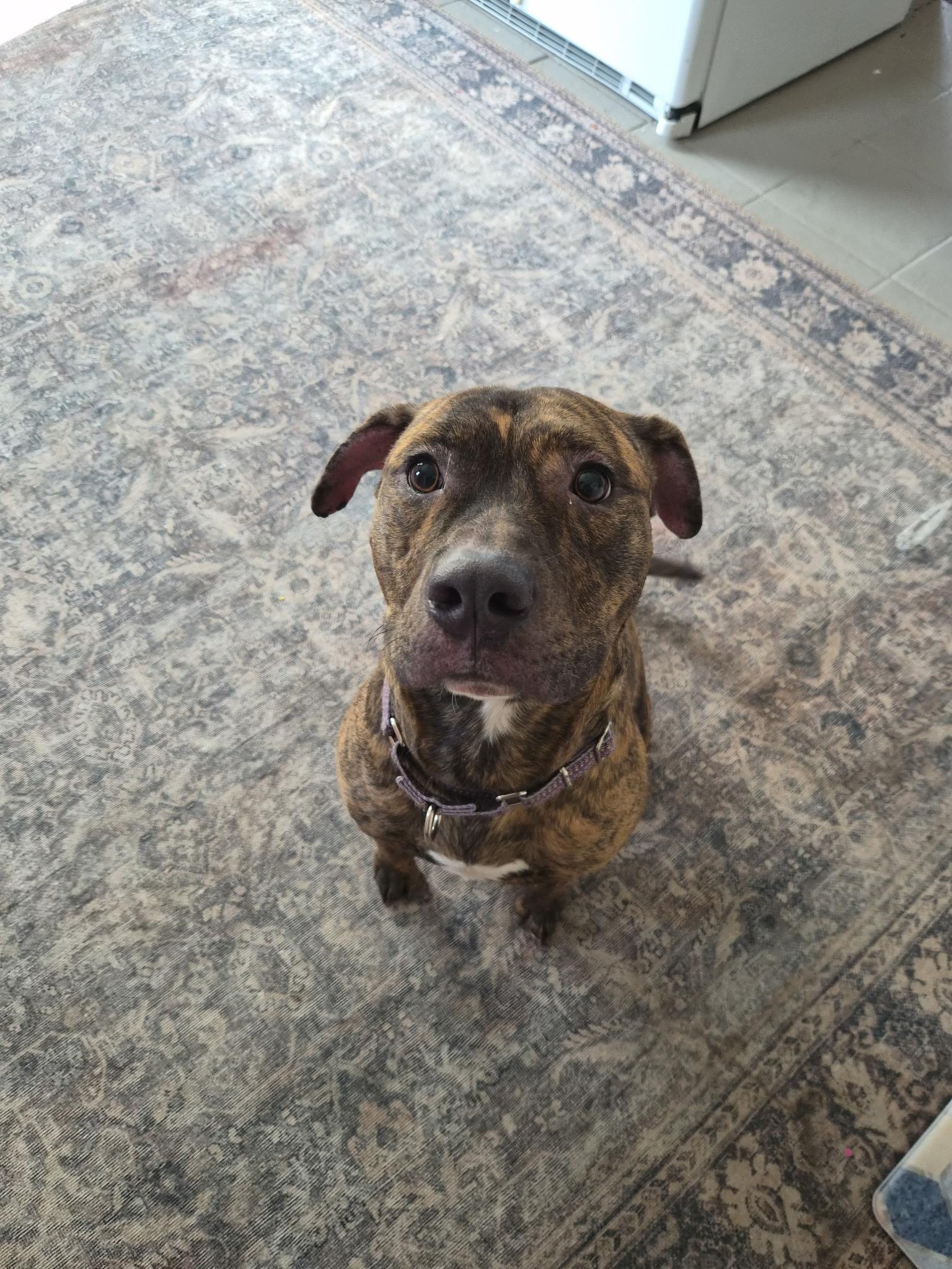 Enlarge Oakley, an adopted mixed breed in Youngstown, OH image 2/4