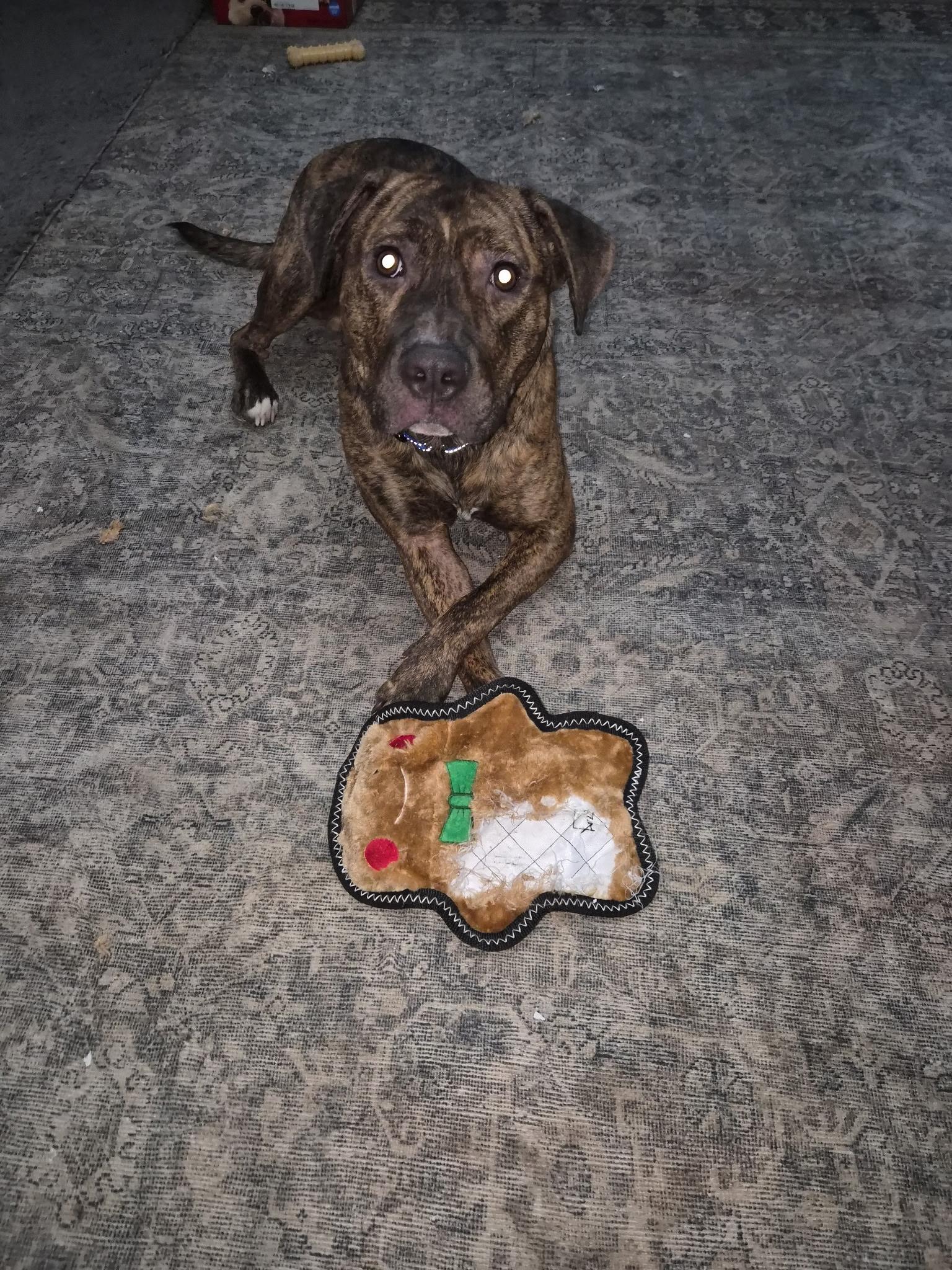 Enlarge Oakley, an adopted mixed breed in Youngstown, OH image 4/4