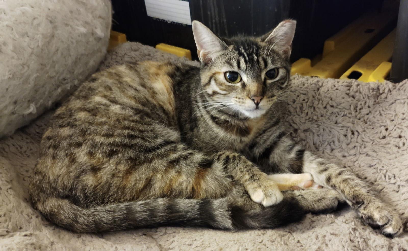 Tansy, Adoptable, Young Female Domestic Short Hair.
