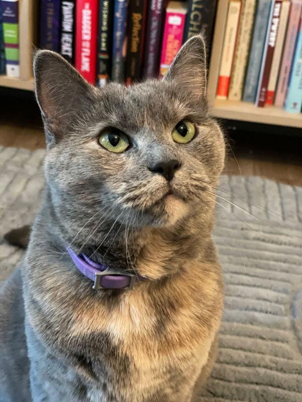 Sweet Pea, a Adoptable Dilute Tortoiseshell in Knoxville, TN image 1/3