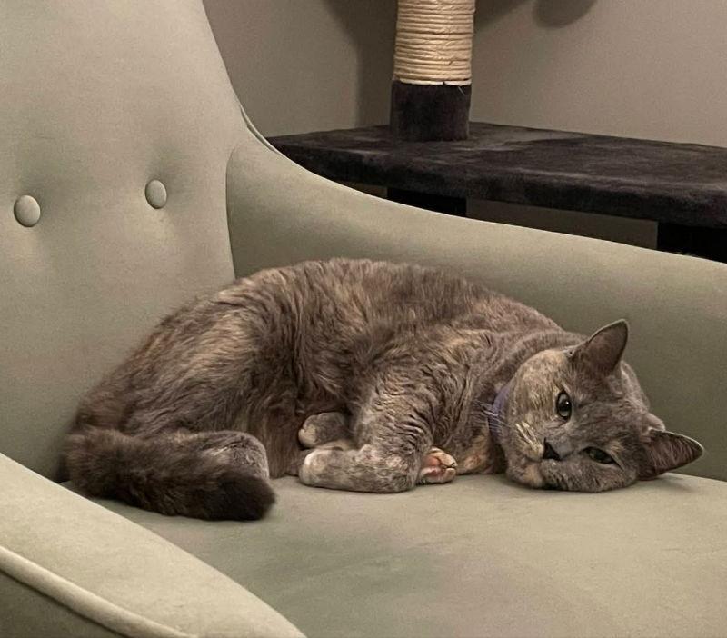 Sweet Pea, a Adoptable Dilute Tortoiseshell in Knoxville, TN image 2/3