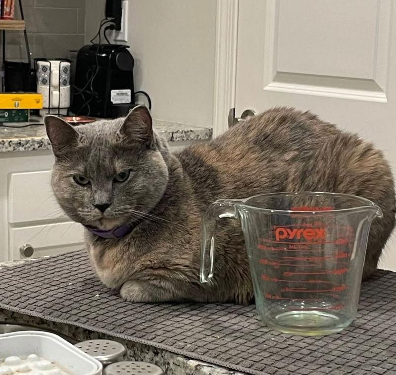 Sweet Pea, a Adoptable Dilute Tortoiseshell in Knoxville, TN image 3/3