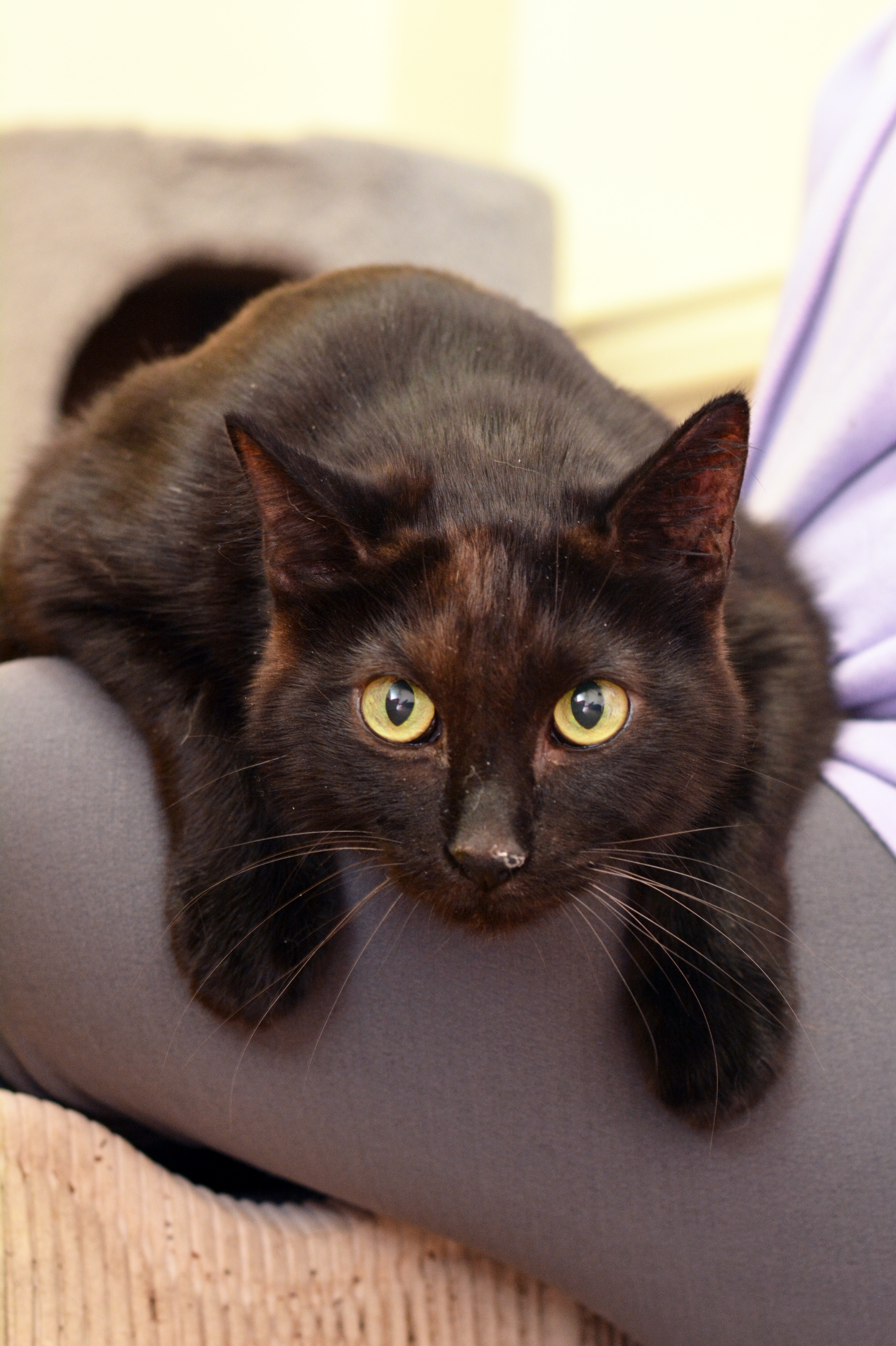Marty, an adoptable Domestic Short Hair in Round Rock, TX, 78664 | Photo Image 1