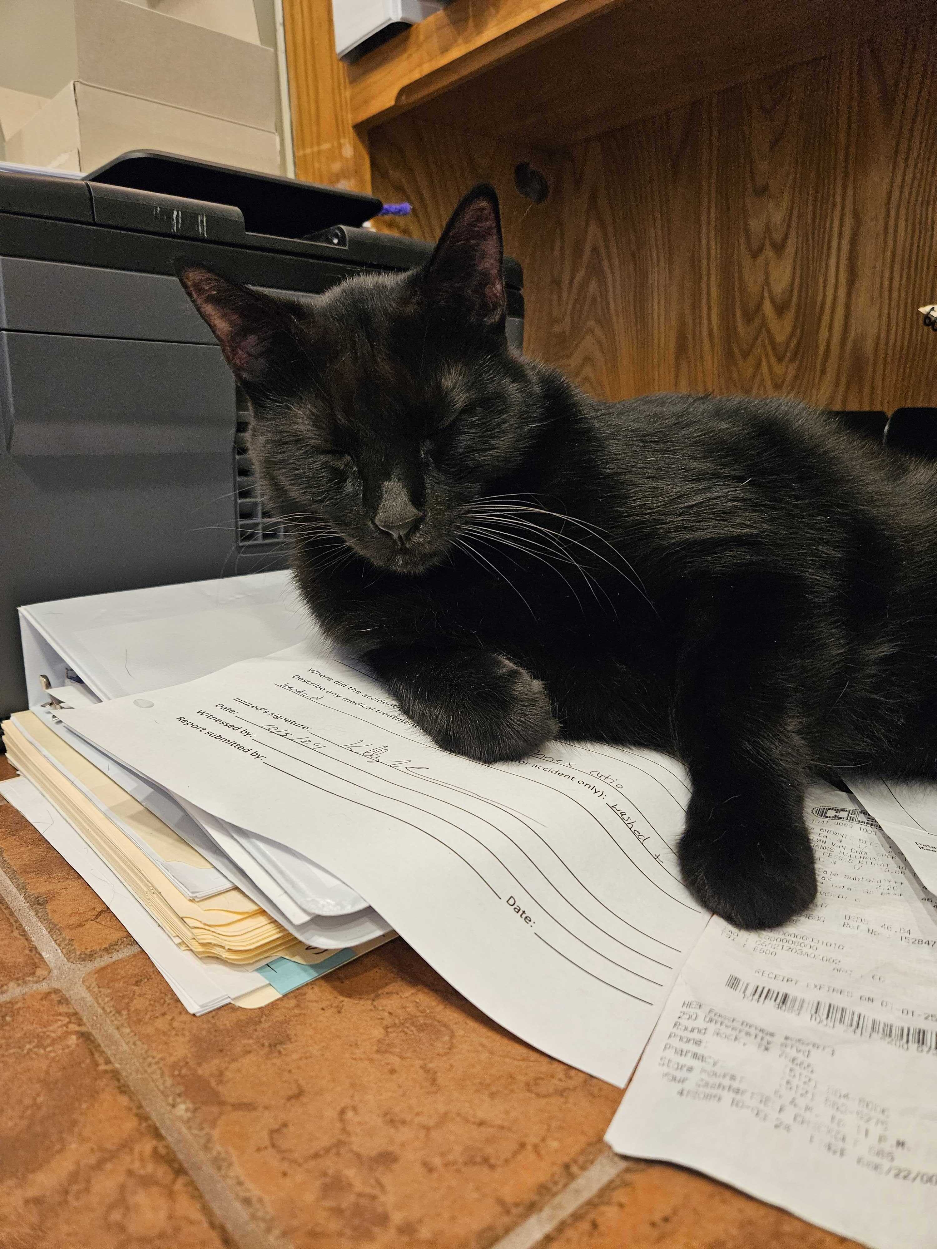 Enlarge Marty, a Adoptable Domestic Short Hair in Round Rock, TX image 5/5