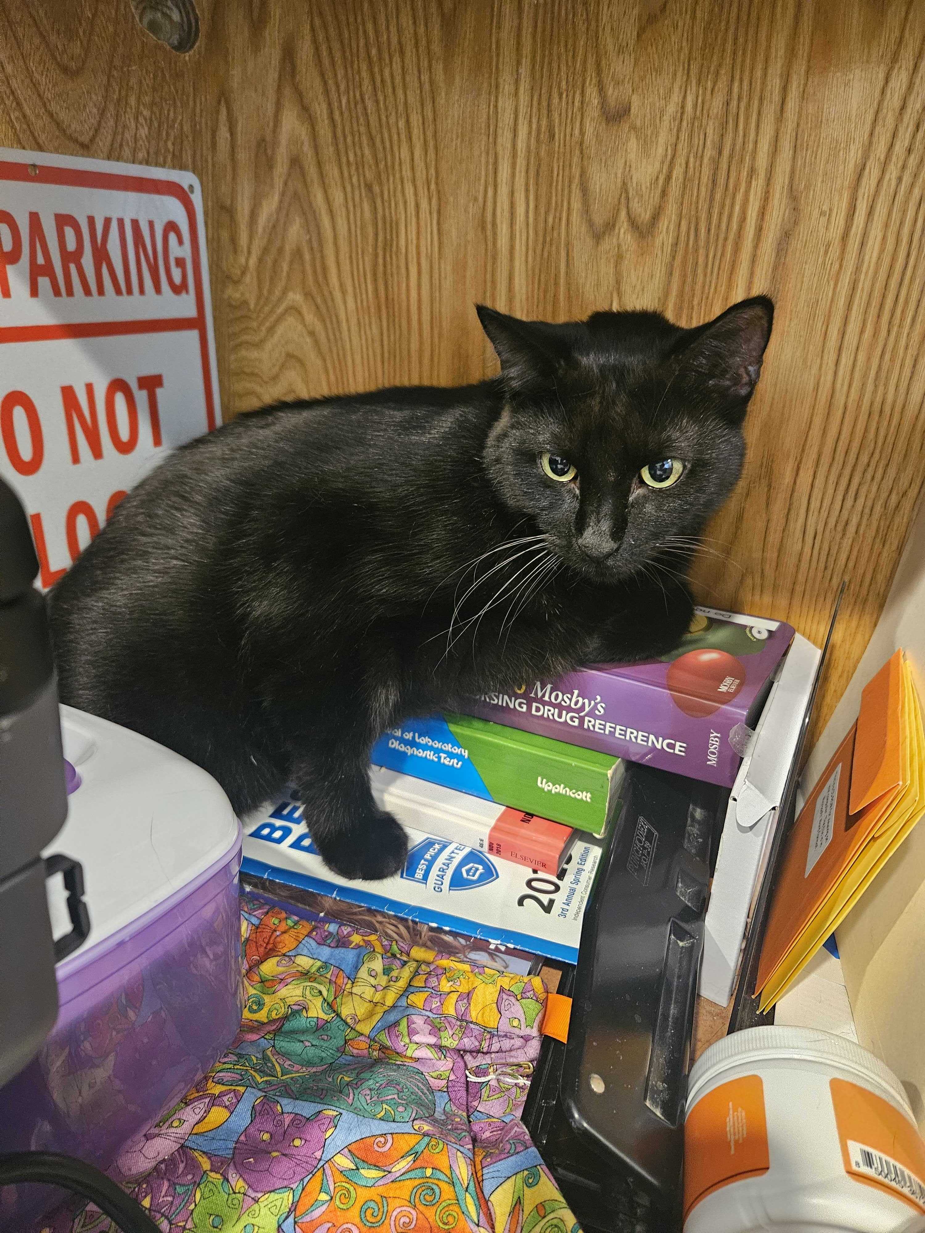Marty, an adoptable Domestic Short Hair in Round Rock, TX, 78664 | Photo Image 3