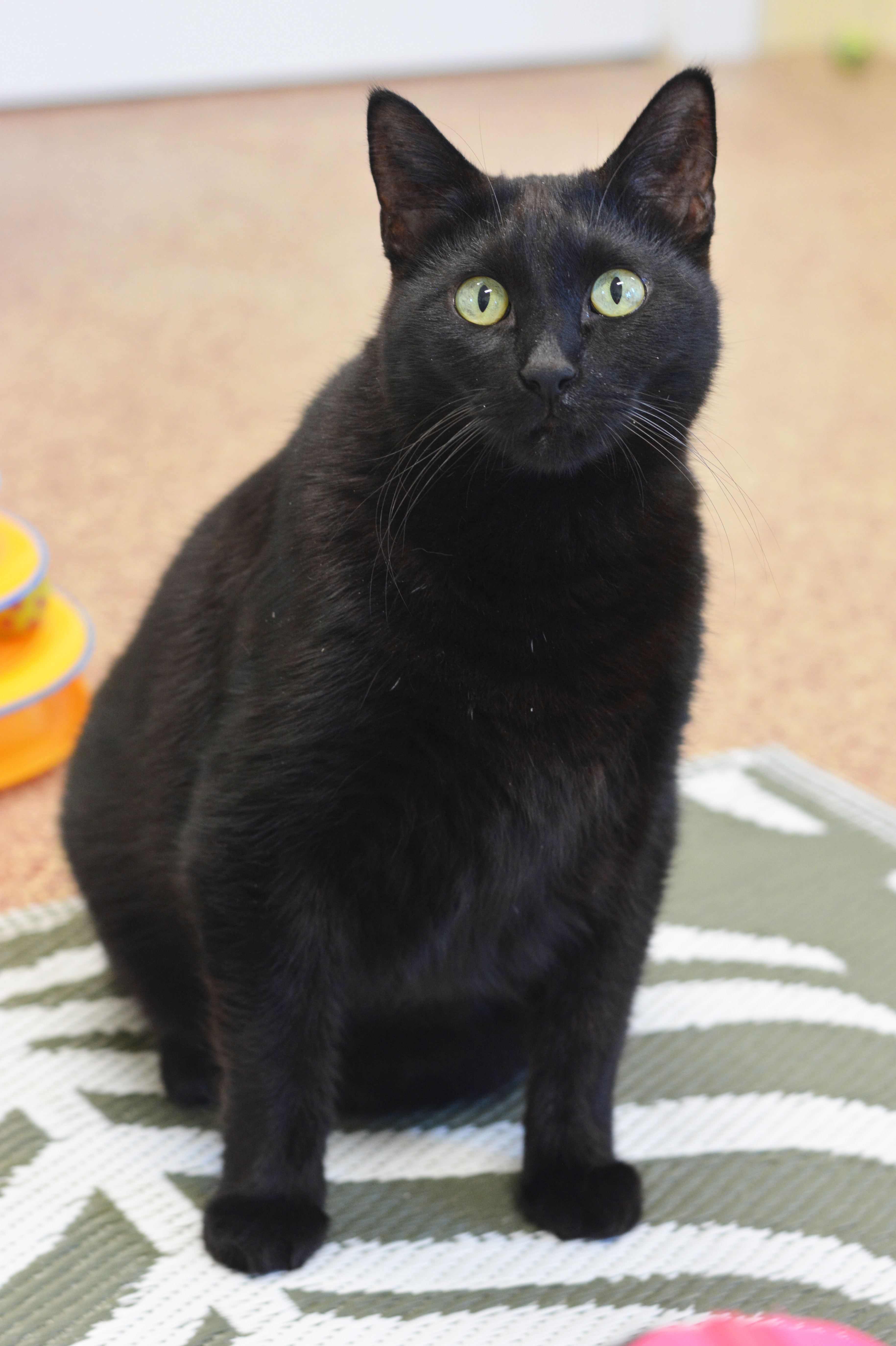 Marty, an adoptable Domestic Short Hair in Round Rock, TX, 78664 | Photo Image 2