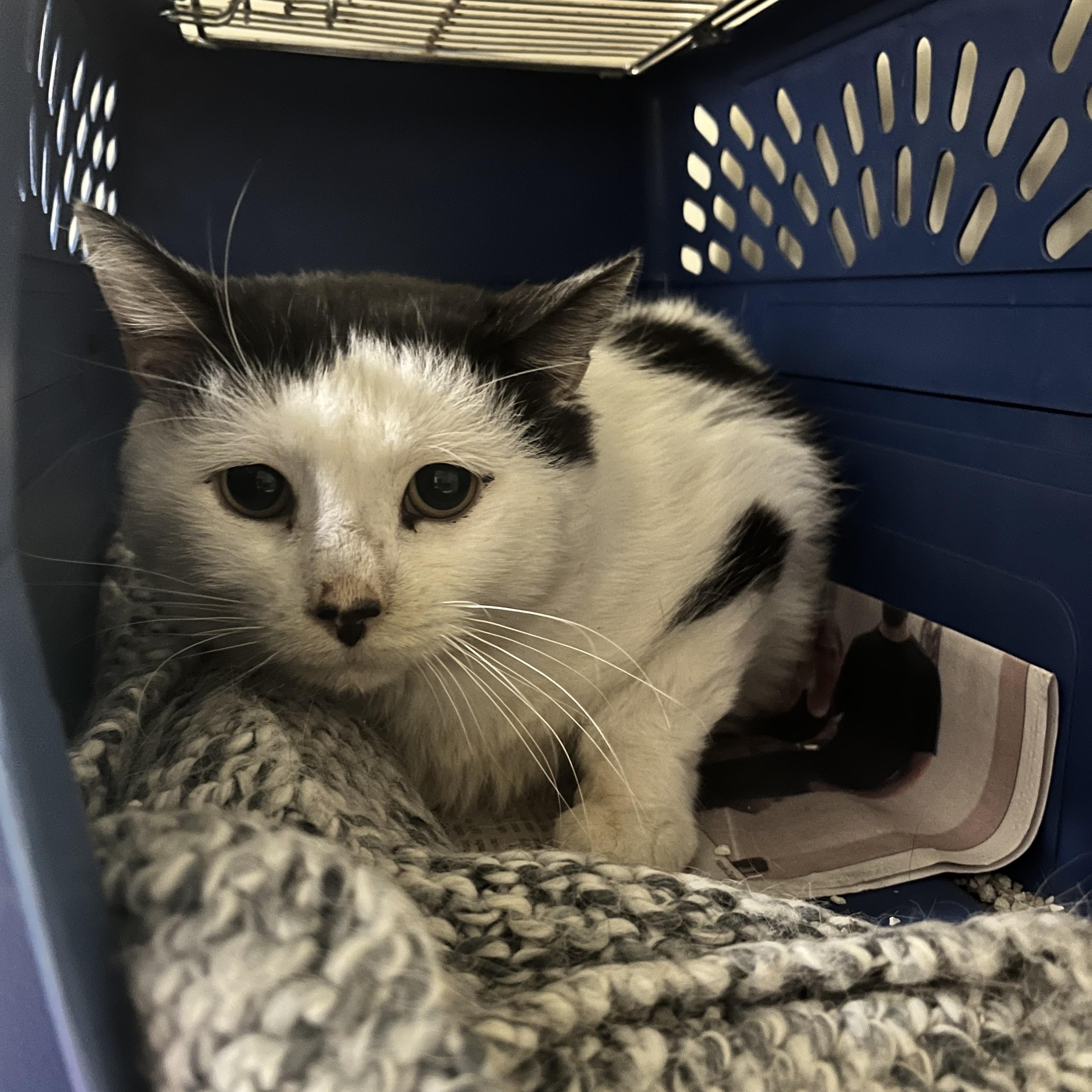 Enlarge Friesian *BARN CAT*, a Adoptable Domestic Medium Hair in Mansfield, CT image 1/1