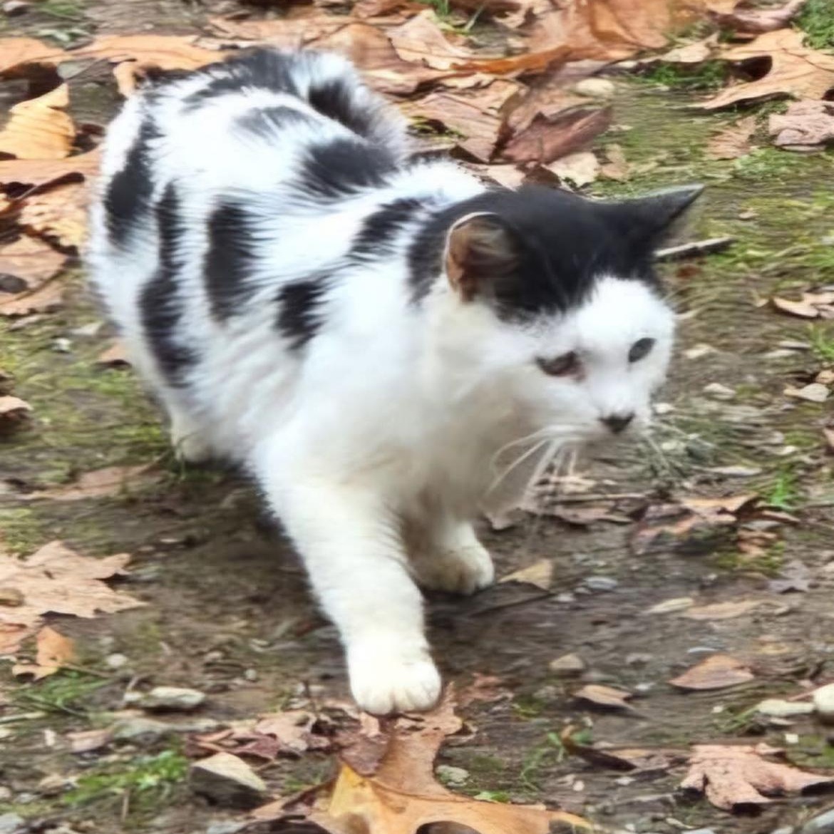 Friesian *BARN CAT*, an adopted Domestic Medium Hair in Mansfield, CT image 1/3