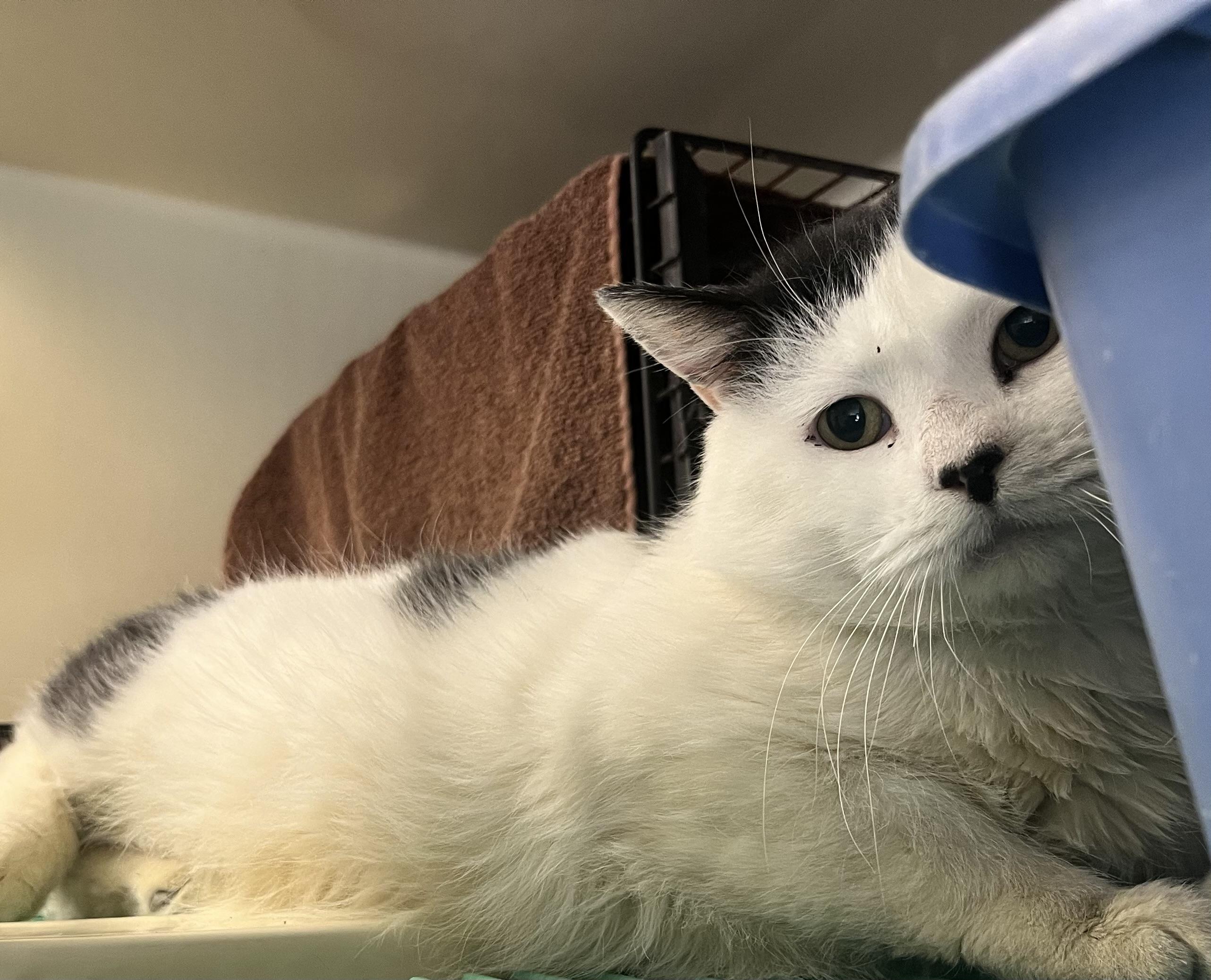 Friesian *BARN CAT*, an adopted Domestic Medium Hair in Mansfield, CT image 2/3