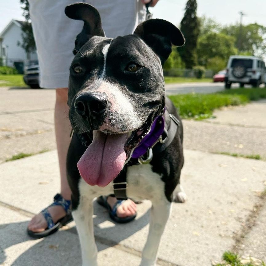 Enlarge Maisy, a Adoptable mixed breed in Detroit, MI image 13/15