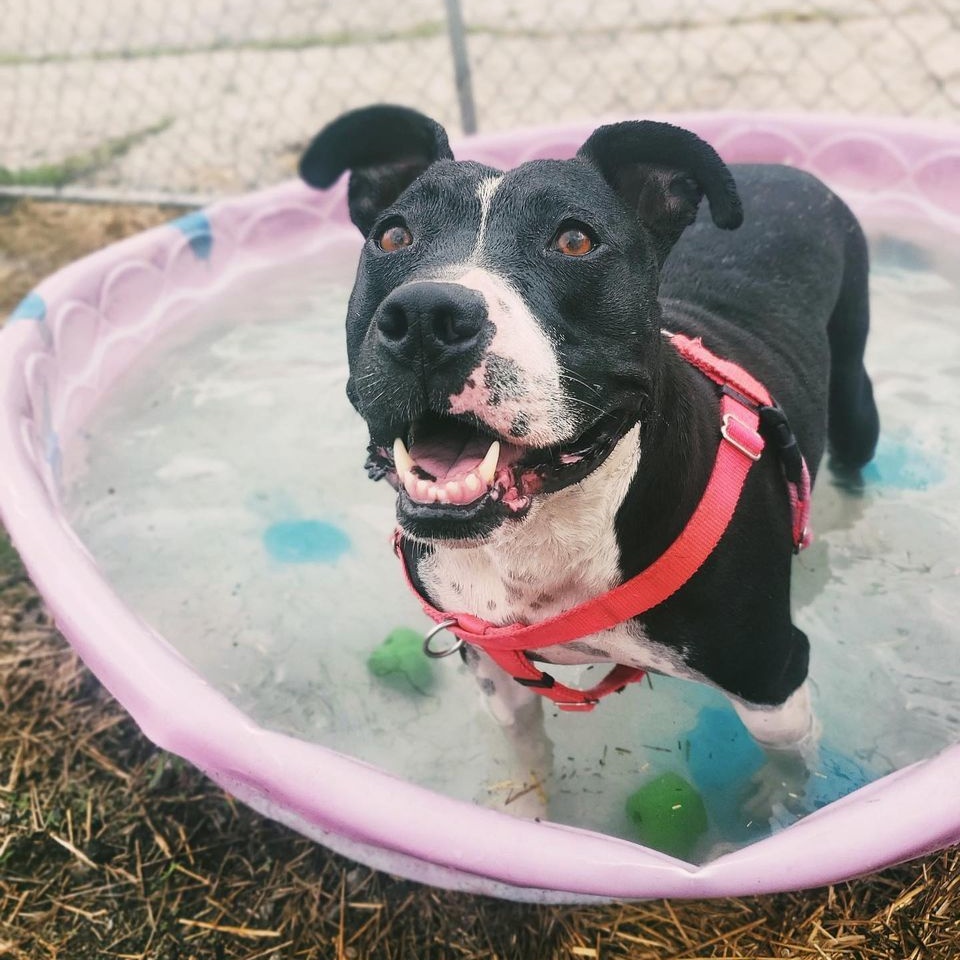 Enlarge Maisy, a Adoptable mixed breed in Detroit, MI image 15/15