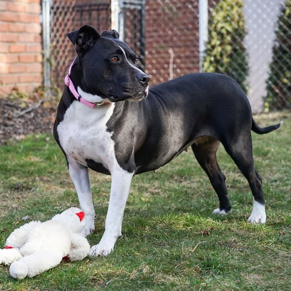 Enlarge Maisy, a Adoptable mixed breed in Detroit, MI image 11/15