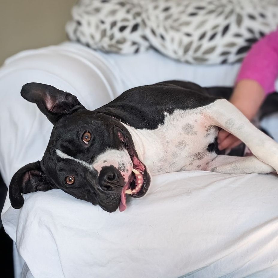 Enlarge Maisy, a Adoptable mixed breed in Detroit, MI image 12/15