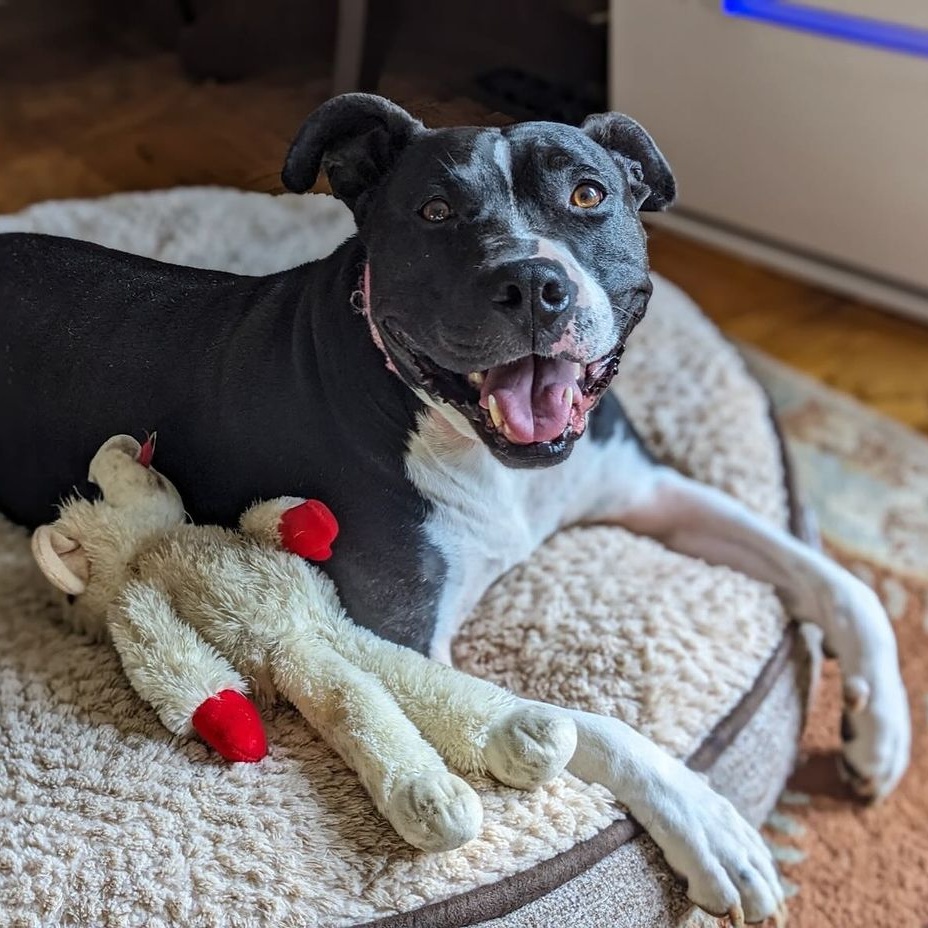 Enlarge Maisy, a Adoptable mixed breed in Detroit, MI image 14/15