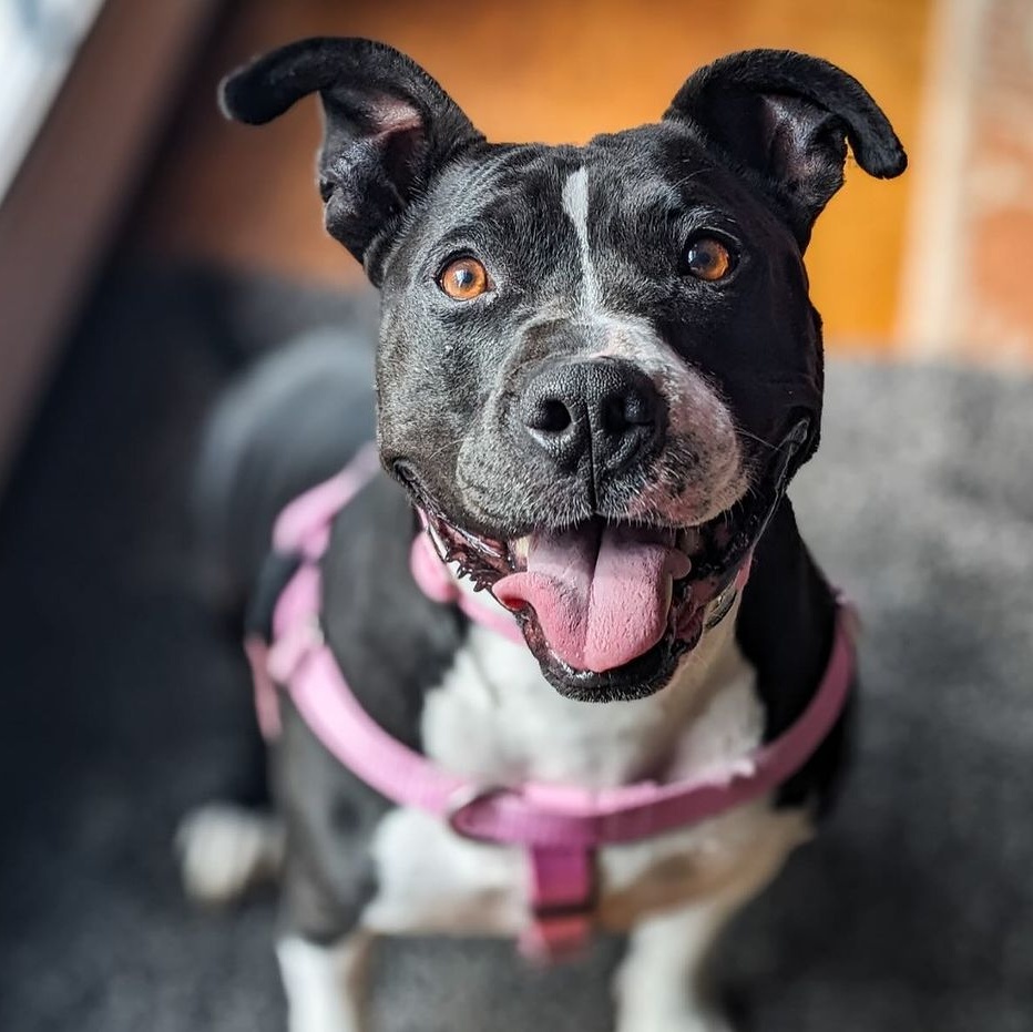 Maisy, a Adoptable mixed breed in Detroit, MI image 1/15