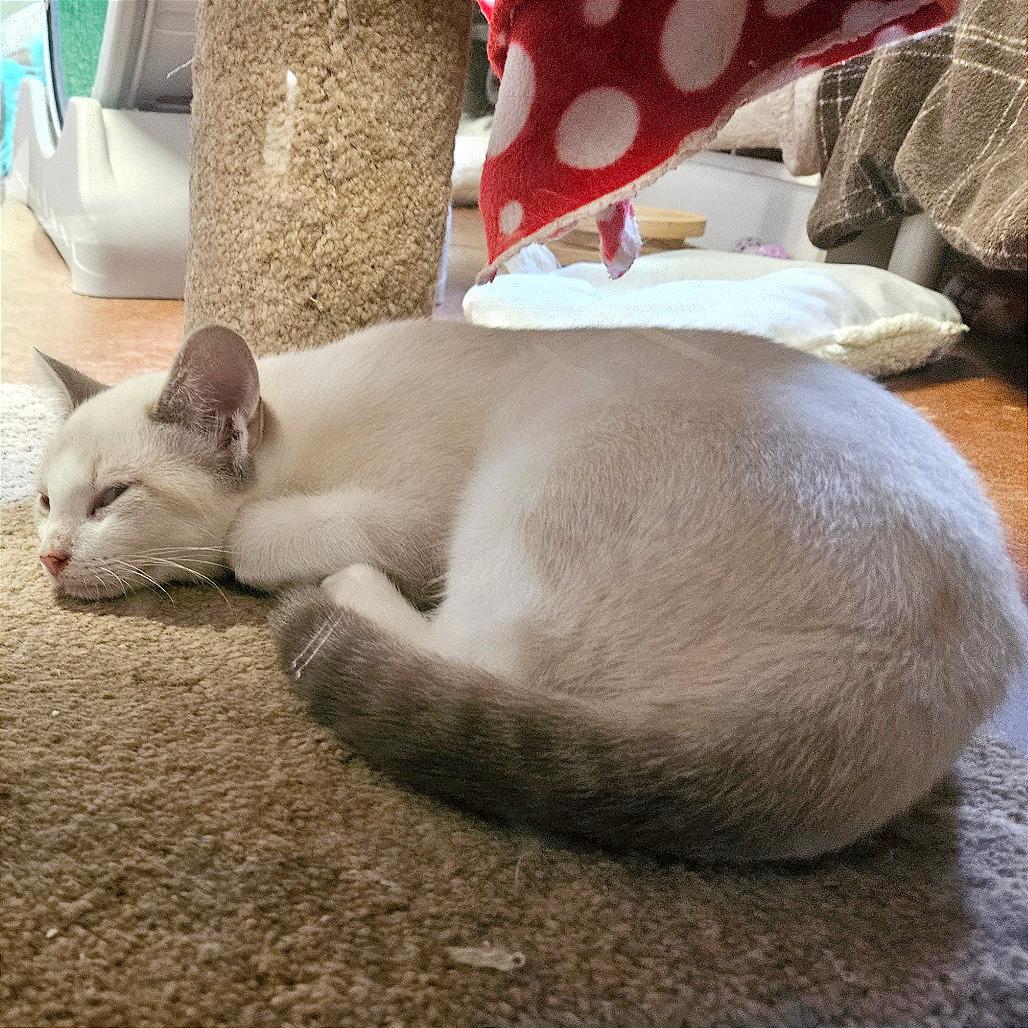Enlarge Matcha, a Adoptable Siamese in Clarksville, AR image 1/6