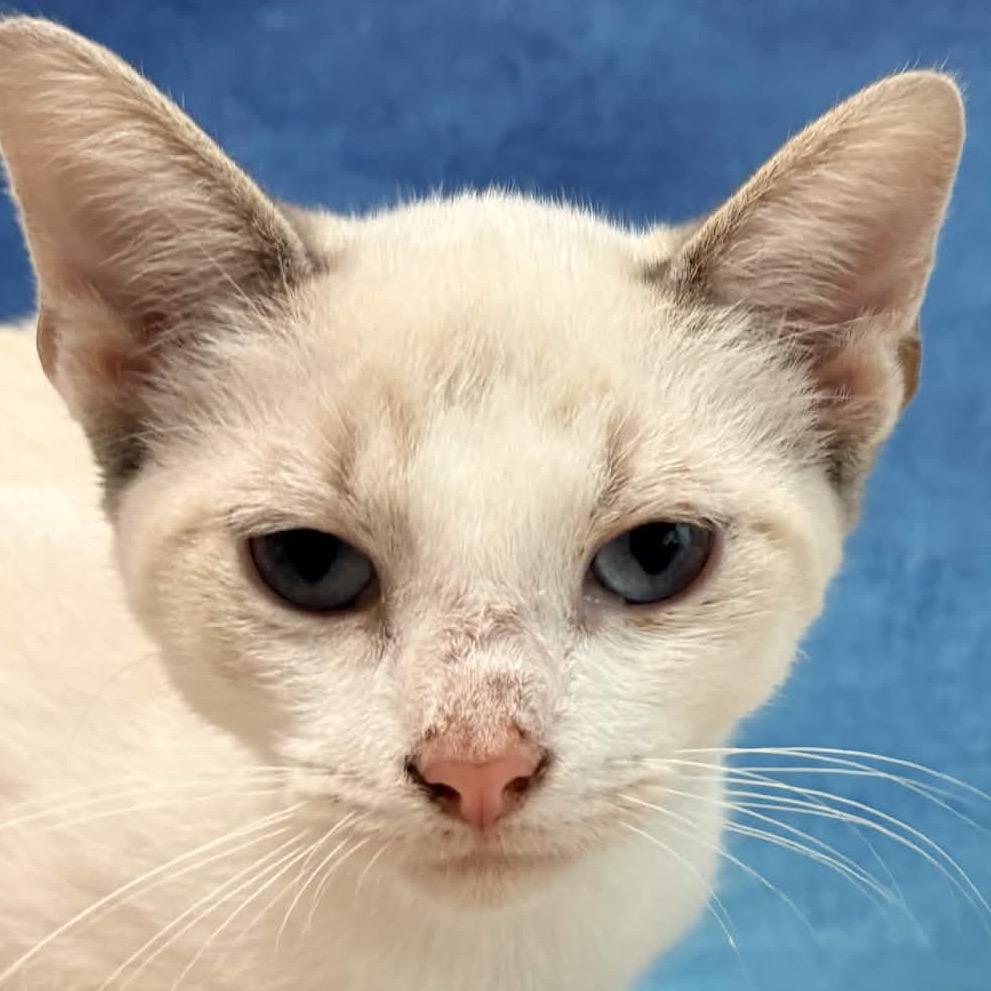 Enlarge Matcha, a Adoptable Siamese in Clarksville, AR image 2/6
