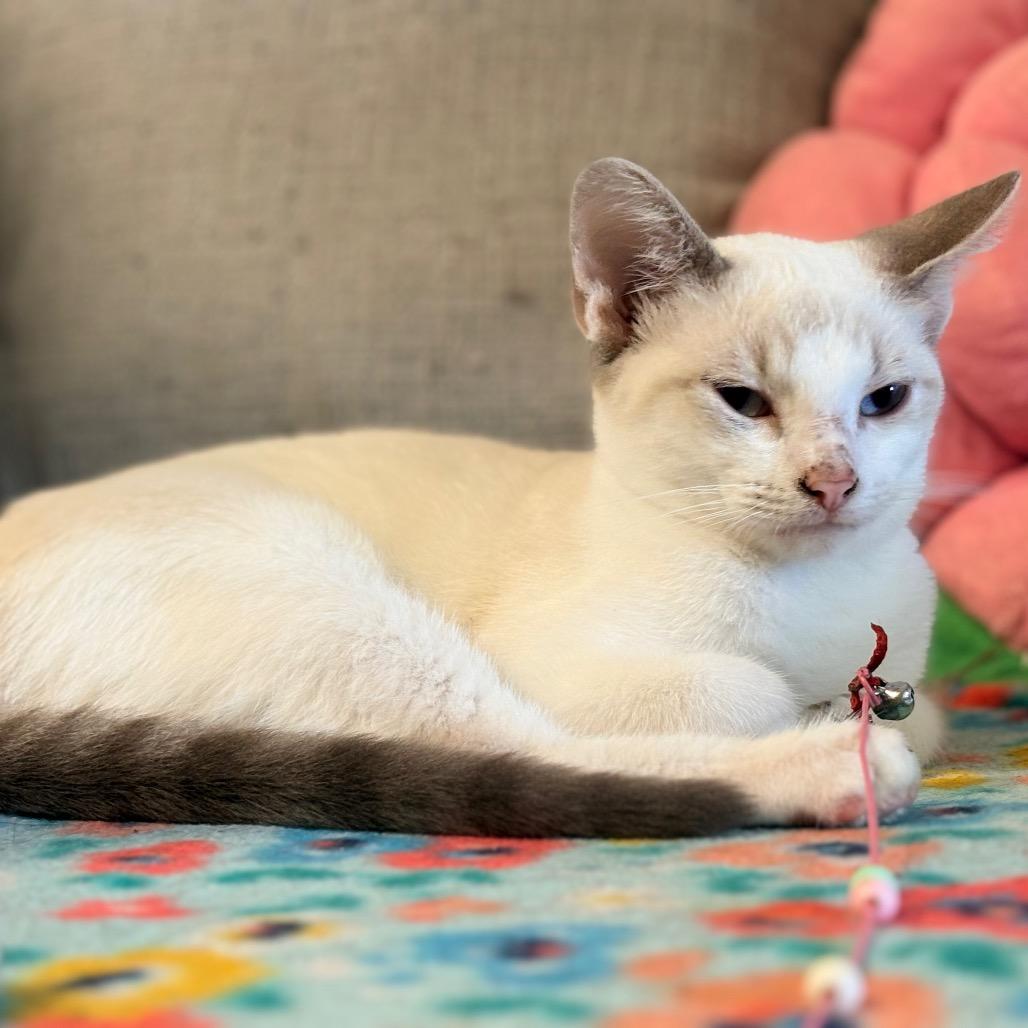 Enlarge Matcha, a Adoptable Siamese in Clarksville, AR image 3/6