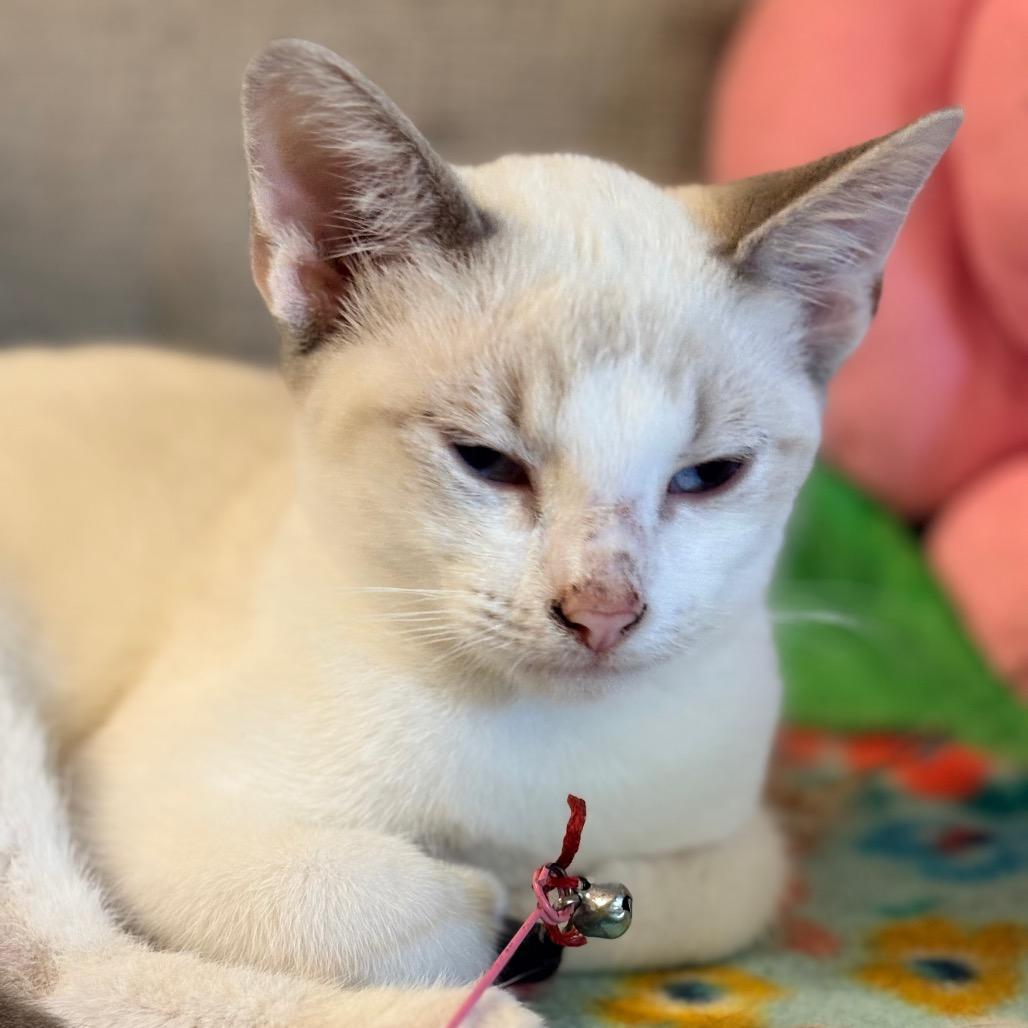 Enlarge Matcha, a Adoptable Siamese in Clarksville, AR image 4/6