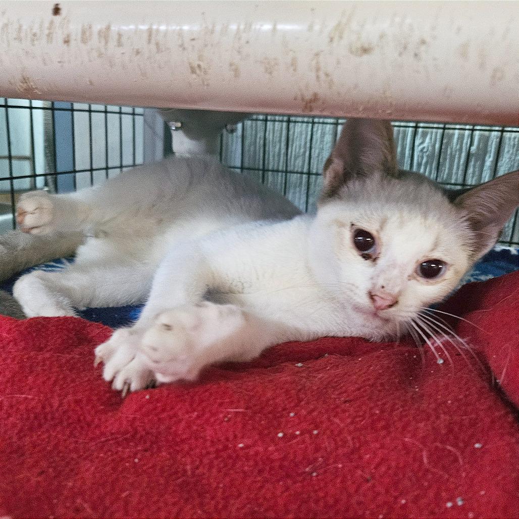 Enlarge Matcha, a Adoptable Siamese in Clarksville, AR image 5/6
