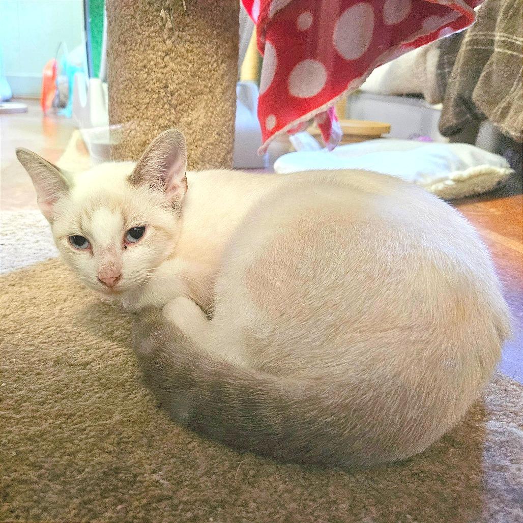 Enlarge Matcha, a Adoptable Siamese in Clarksville, AR image 6/6
