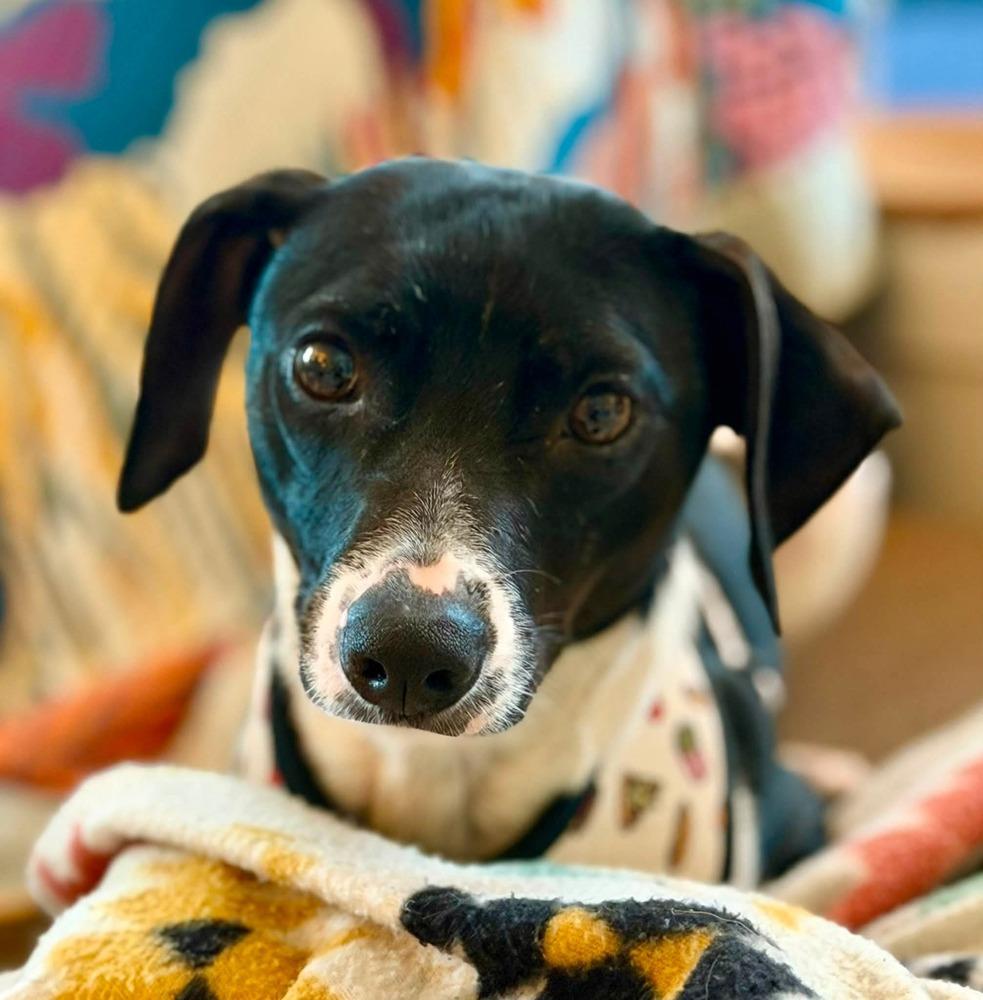Lucy Gray, a Adoptable mixed breed in Milton, DE image 1/3