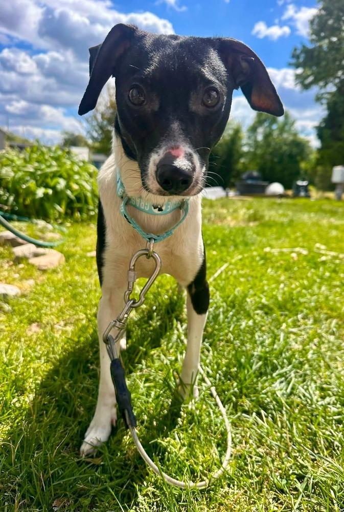 Lucy Gray, a Adoptable mixed breed in Milton, DE image 2/3