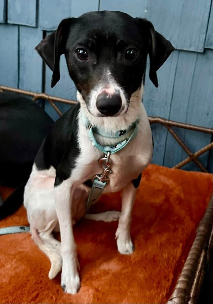 Lucy Gray, a Adoptable mixed breed in Milton, DE image 3/3