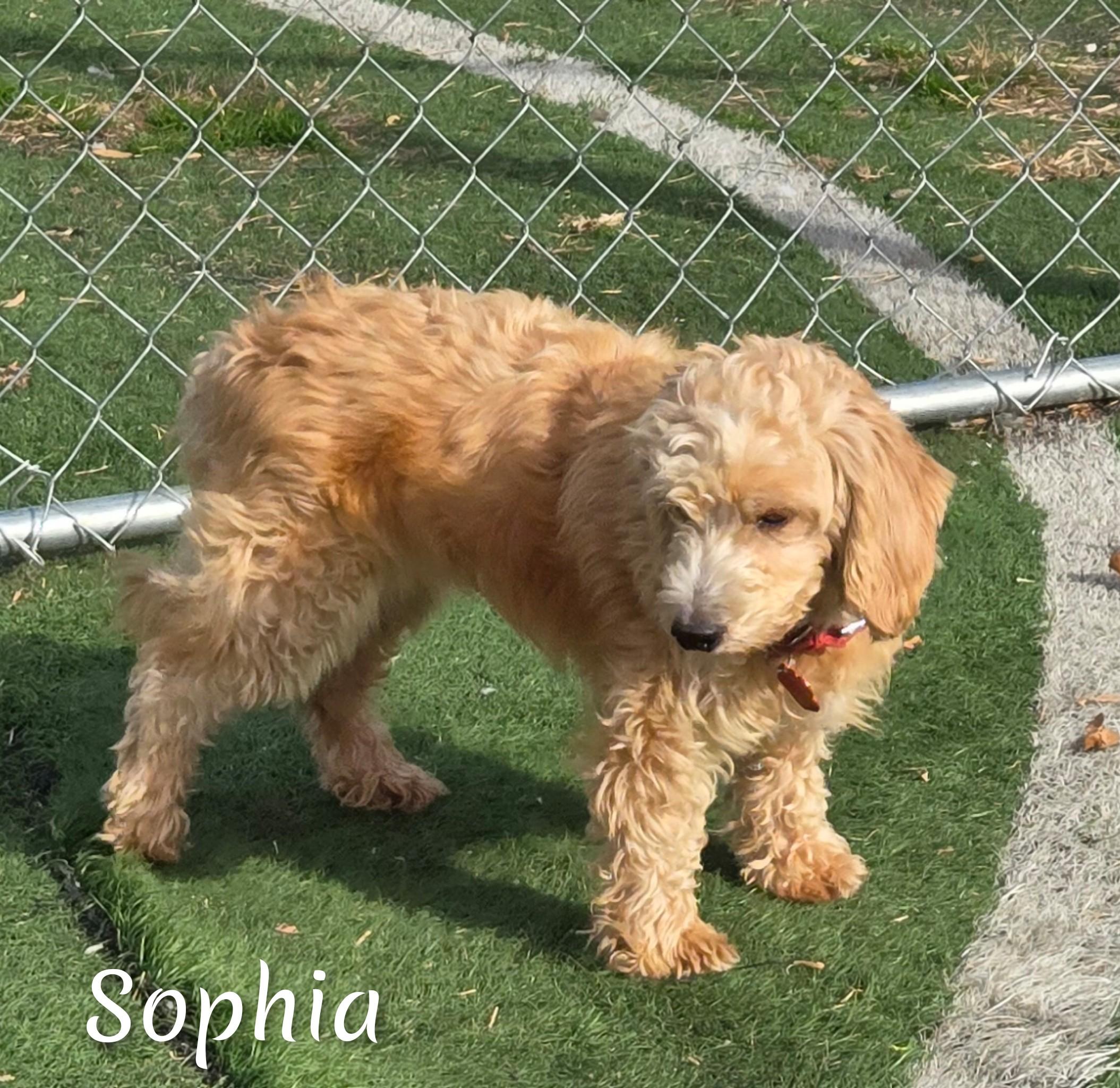 Sophia