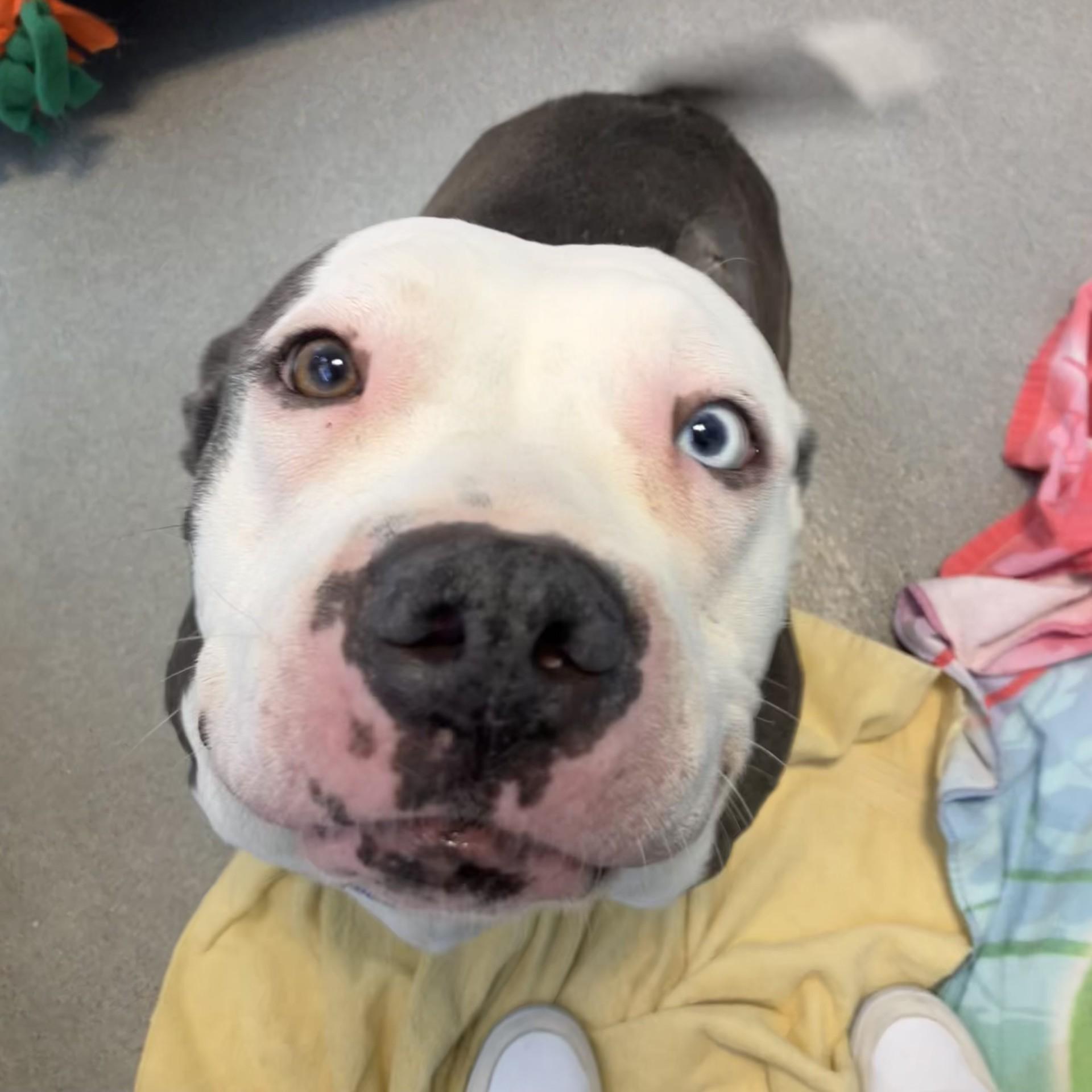 Lucy Goosey, ADOPTABLE, Adult Female Pit Bull Terrier.