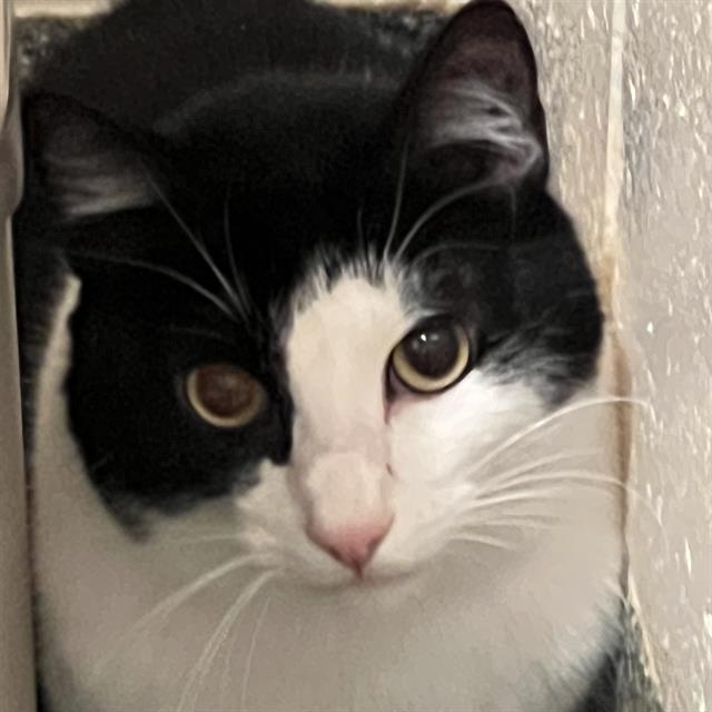 JINGLE, Adoptable, Adult Male Domestic Short Hair.