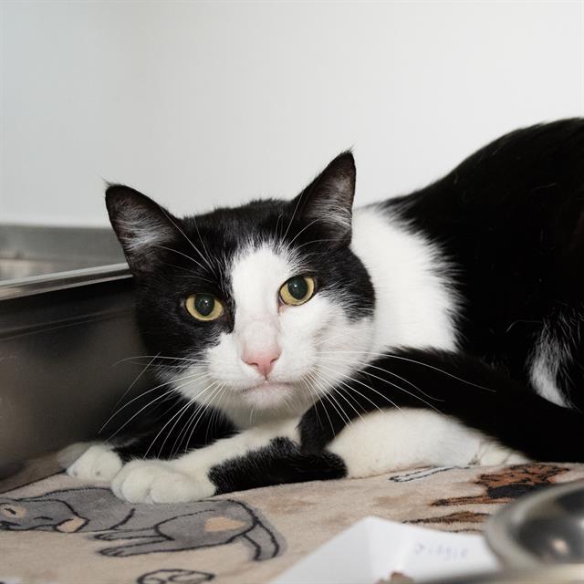 Enlarge JINGLE, a Adoptable Domestic Short Hair in Methuen, MA image 1/1